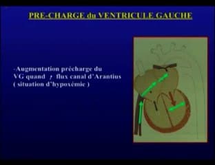 L’exploration hémodynamique du coeur normal