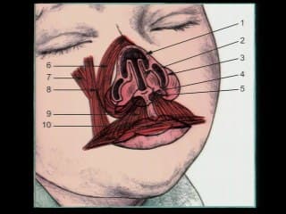 Esthétique de la lèvre : le rouge et le blanc.