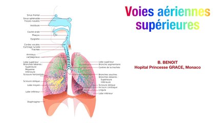 Voies aériennes supérieures.
