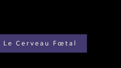 Livescan: Le cerveau au 2ème trimestre