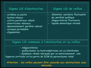 Mégavessie foetale obstructive ou refluante : le diagnostic échographique différentiel est-il possible ?