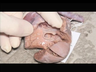 les CAV in vitro