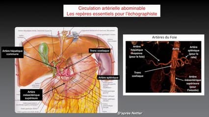 TUBE DIGESTIF  Vascularisation hépatique (enfin ! ) simplifiée