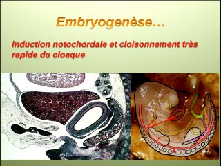 Formation de la vessie et des voies urinaires