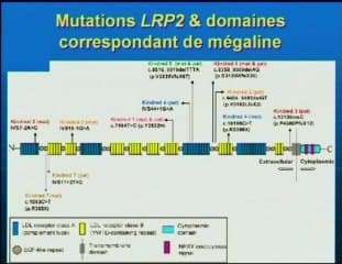Le syndrome de DONNAI-BARROW.