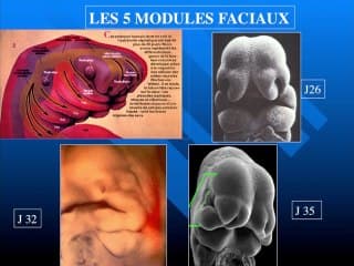 Epigenèse du visage foetal.
