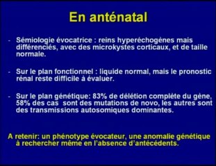 Rein hyperéchogène de taille normale