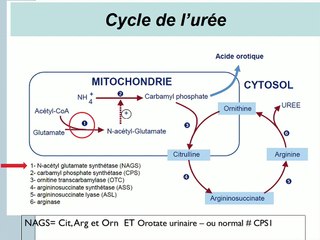 Quand le diagnostic prénatal permet de traiter dès la naissance avant les symptomes: exemple d’un déficit en NAGS (anomalie du cycle de l’urée).