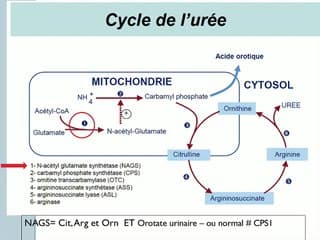 Quand le diagnostic prénatal permet de traiter dès la naissance avant les symptomes: exemple d’un déficit en NAGS (anomalie du cycle de l’urée).