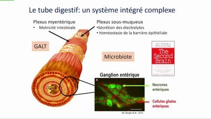 Le chirurgien et le tube digestif fœtal