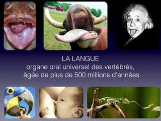 La langue foetale : origine, topogenèse, sustentation, et pourquoi l'échographie ?