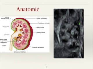 REINS, VOIES URINAIRES, ORGANES GÉNITAUX EXTERNES : Les recommandations de la CNÉOF