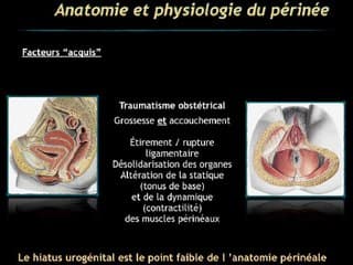 Écho-anatomie normale du périnée.
