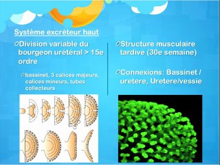 Embryogenèse du bas appareil urinaire : uropathies et pathologies associées
