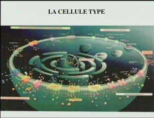 IRM et thérapie cellulaire