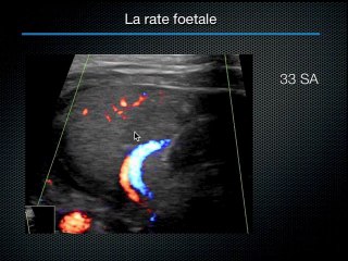 La rate foetale