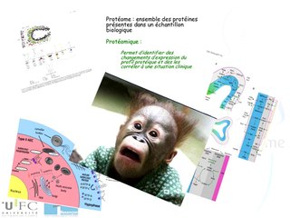 Analyse du protéome du liquide trachéal dans un modèle expérimental d’occlusion trachéale fœtale chez le primate