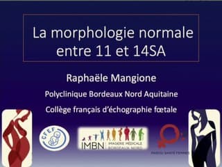 La morphologie normale entre 11 et 14SA