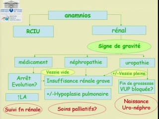 Examiner l’estomac et la vessieL’aspect échographique normal, l’examen de dépistage et les signes pathologiques. Quelles conséquences pour les collègues périnatalogistes ?