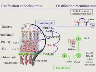 Embryologie et génétique de l'os.