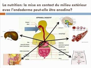 L’ALIMENTATION MATERNELLE ENTRAINE-T-ELLE DES MODIFICATIONS ÉPIGÉNÉTIQUES CHEZ LE FOETUS ?