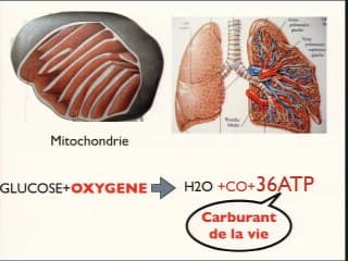 Foetus : vibrations et liaisons secrètes.