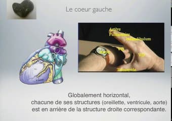 Dépistage : le coeur normal les signes d’appel de la TGV