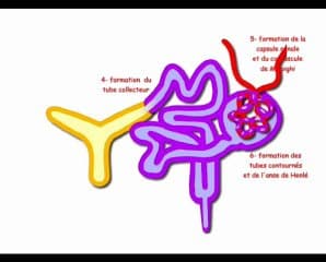 Le rein foetal : rappels fondamentaux d’embryologie