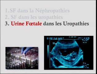 Peut-on prévoir la fonction rénale post-natale en anténatal ?