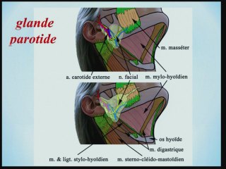 anatomie du cou