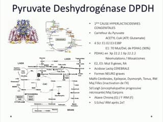 60 Description anténatale des hyperlactacidémies héréditaires primaires liées à une anomalie du carrefour du pyruvate