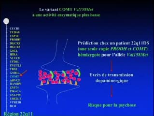 Les gènes du 22q11