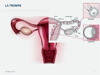 Hystérosonographie interventionnelle (hysterosalpingo-contrast-sonography, HyCoSy) : indications actuelles.