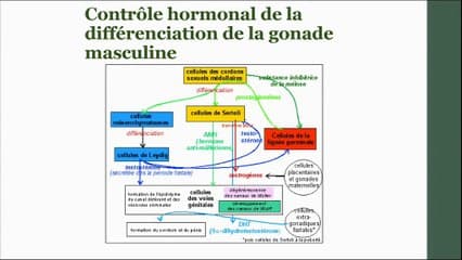 Les troubles de la différenciation sexuelle.