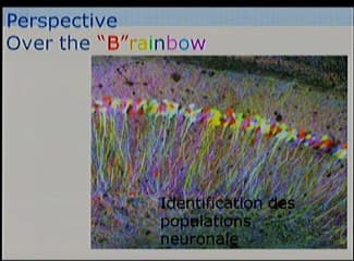 Les états du cortex