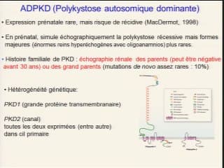 Quelle est la place du diagnostic moléculaire dans les maladies rénales prénatales ?
