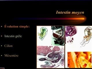 Embryologie et organogenèse du tube digestif