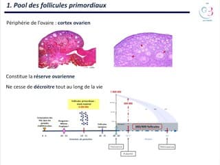 développement folliculaire et réserve ovarienne