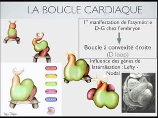 CŒUR ET VAISSEAUX Les recommandations de la CNÉOF