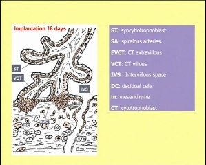 Culture in vitro des trophoblastes isolés du sang maternel : une approche potentielle pour le diagnostic prénatal non-invasif
