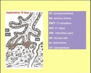 Culture in vitro des trophoblastes isolés du sang maternel : une approche potentielle pour le diagnostic prénatal non-invasif