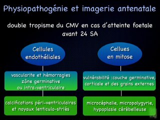 CMV : Quand évoquer une infection a_ CMV lors d'une échographie de dépistage ?