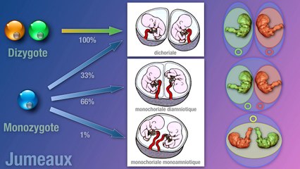 Etude morphologique précoce