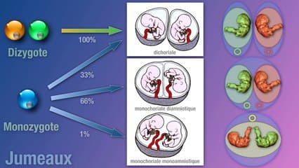 Etude morphologique précoce