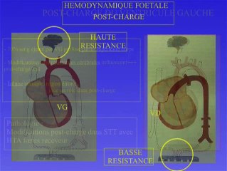 Physiologie de la circulation foetale