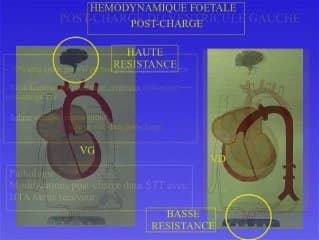 Physiologie de la circulation foetale