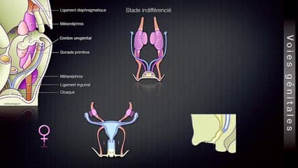 La cavité pelvienne foetale : la vessie et rien d'autre ?