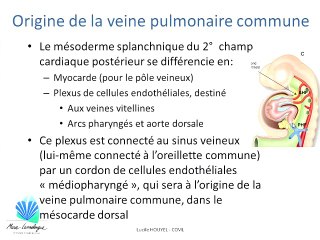 Embryologie et développement des systèmes veineux