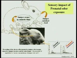 La perception olfactive et tactile du fœtus : résultats de la recherche et possibles applications au bien être de l’enfant.