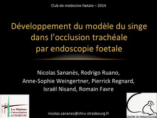 Développement du modèle du singe dans l'occlusion trachéale par endoscopie foetale